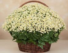 Цветочная композиция из Ромашки в корзине #REPLACE_PRED# Луковской