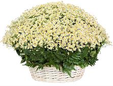 Цветочная композиция из Ромашки в корзине #REPLACE_PRED# Луковской